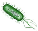 Escherichia_coli 