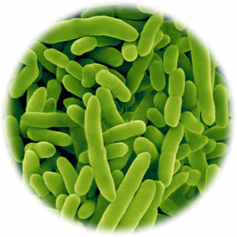 pseudomonas